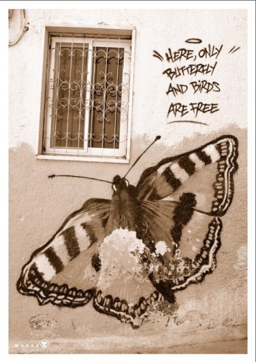 Qui solo le farfalle e gli uccelli sono liberi - Palestina oggi. Foto di Daniele "Macaco".