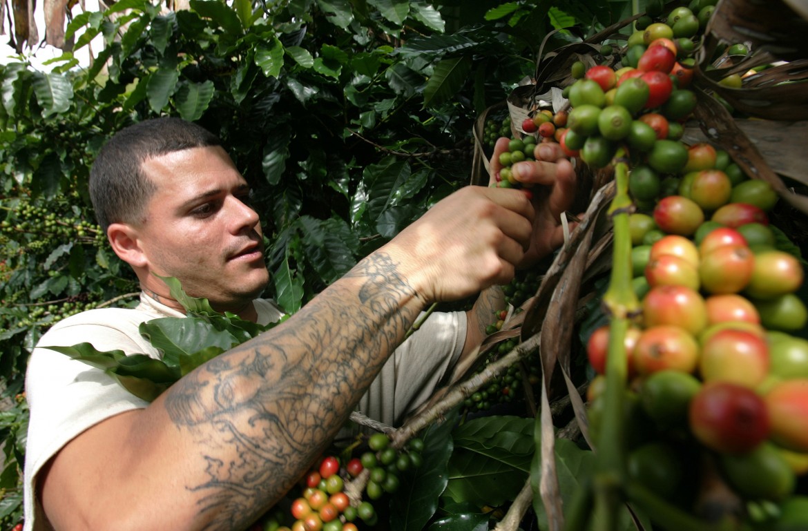 Caffè, se la tazzina è a rischio Caffè, se la tazzina è a rischio