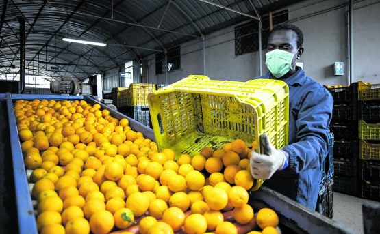 I dimenticati di Rosarno tra paura e non lavoro