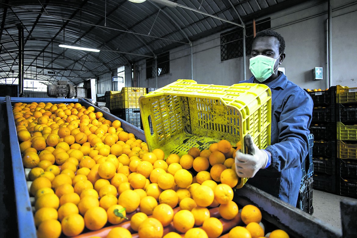 Un lavoratore allo stoccaggio delle arance in una cooperativa che collabora con il progetto solidale sos Rosarno