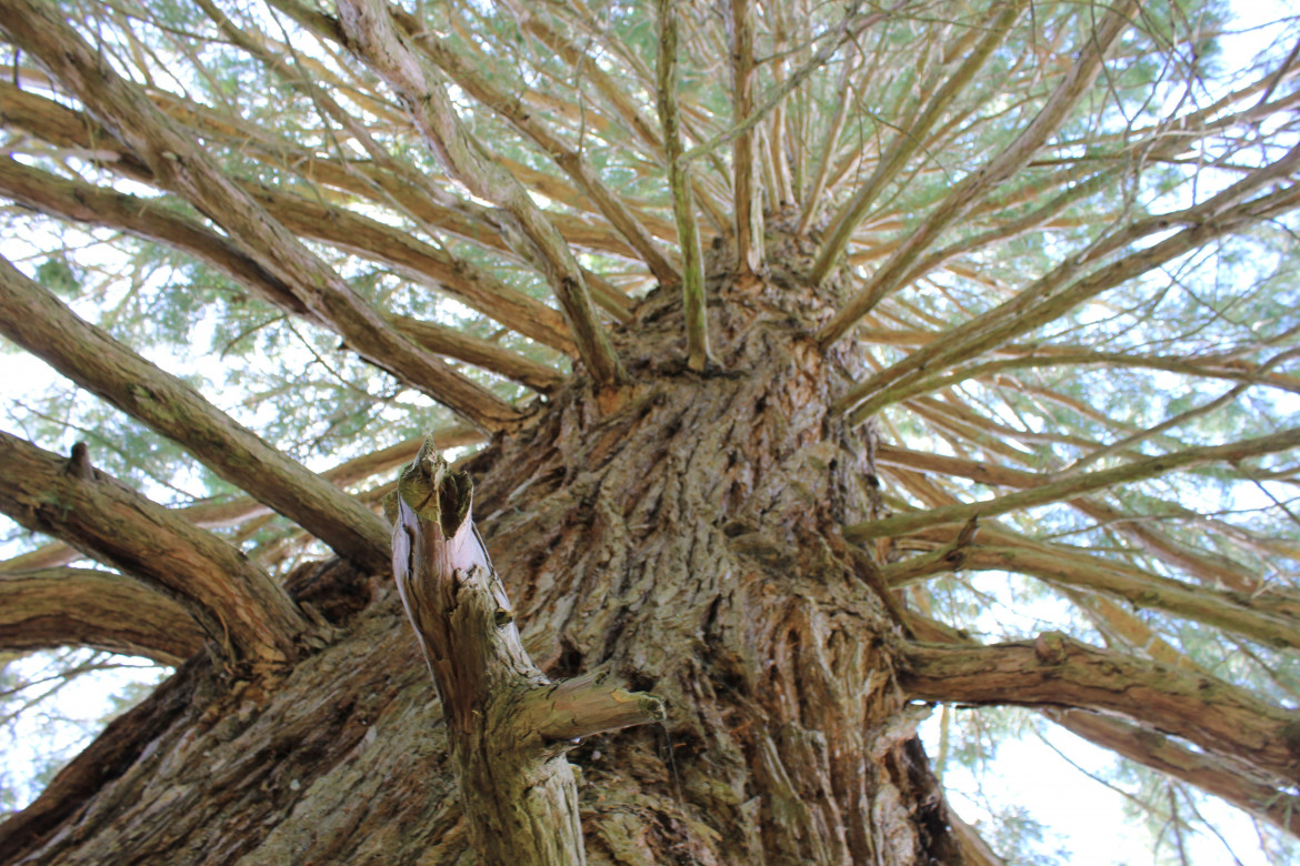 Seguendo il cammino degli alberi monumentali Seguendo il cammino degli alberi monumentali