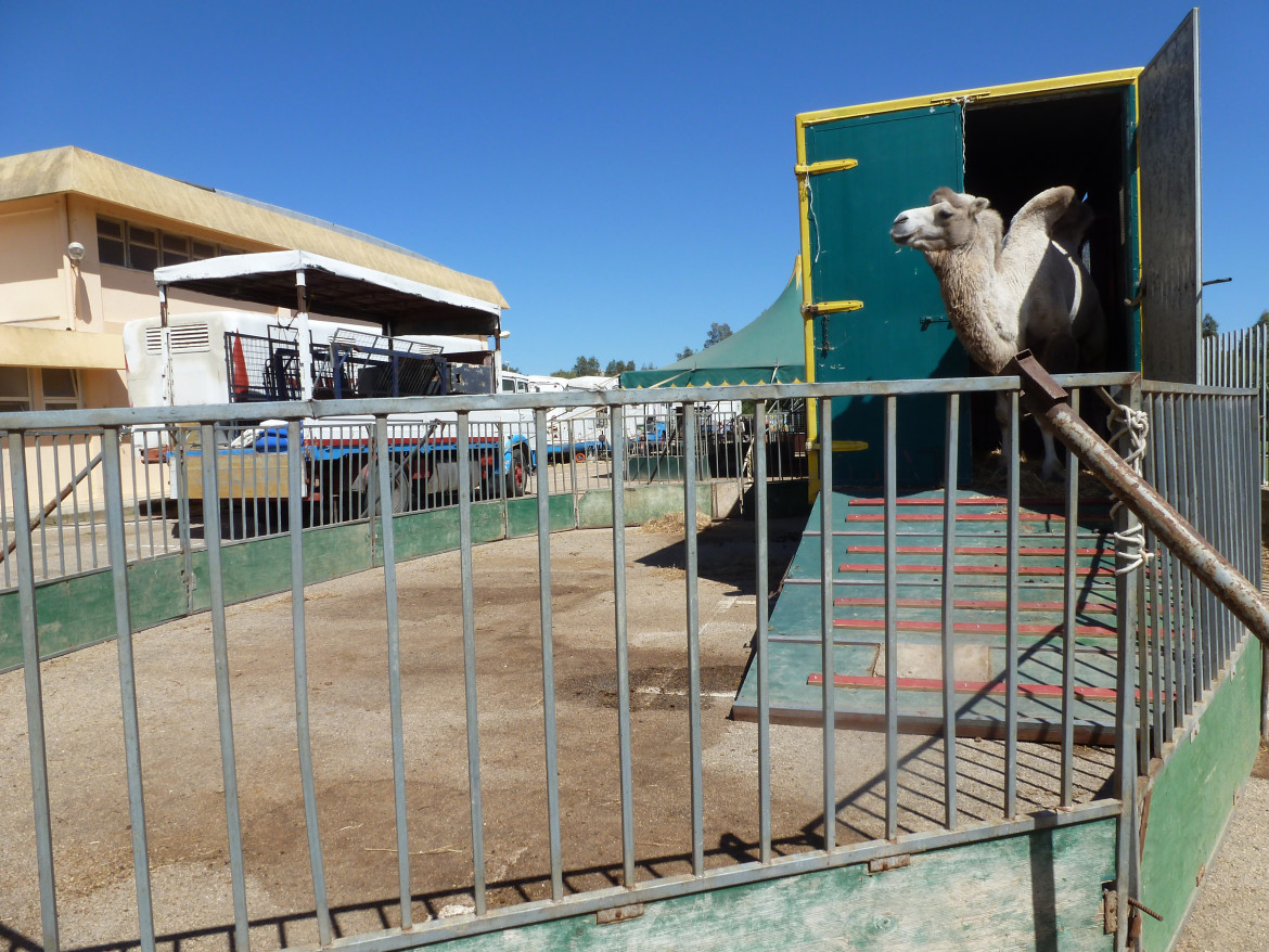 Photo of The life of an animal in the Italian circus