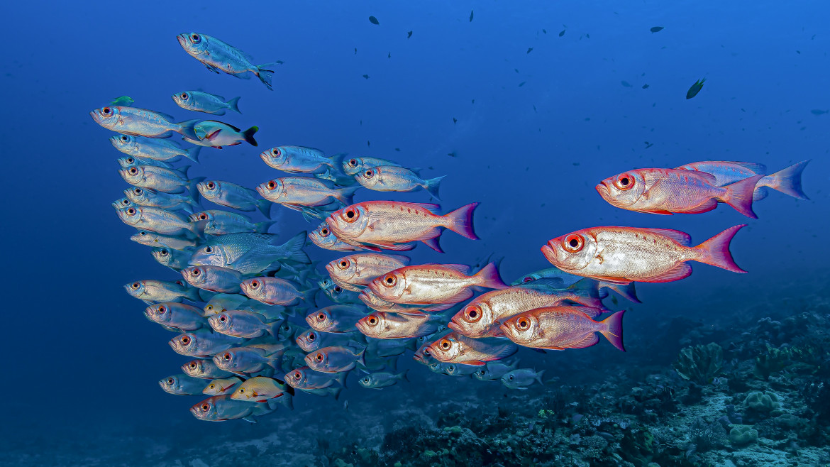 Più di un quarto delle specie d’acqua dolce che abitano la Terra è a rischio estinzione