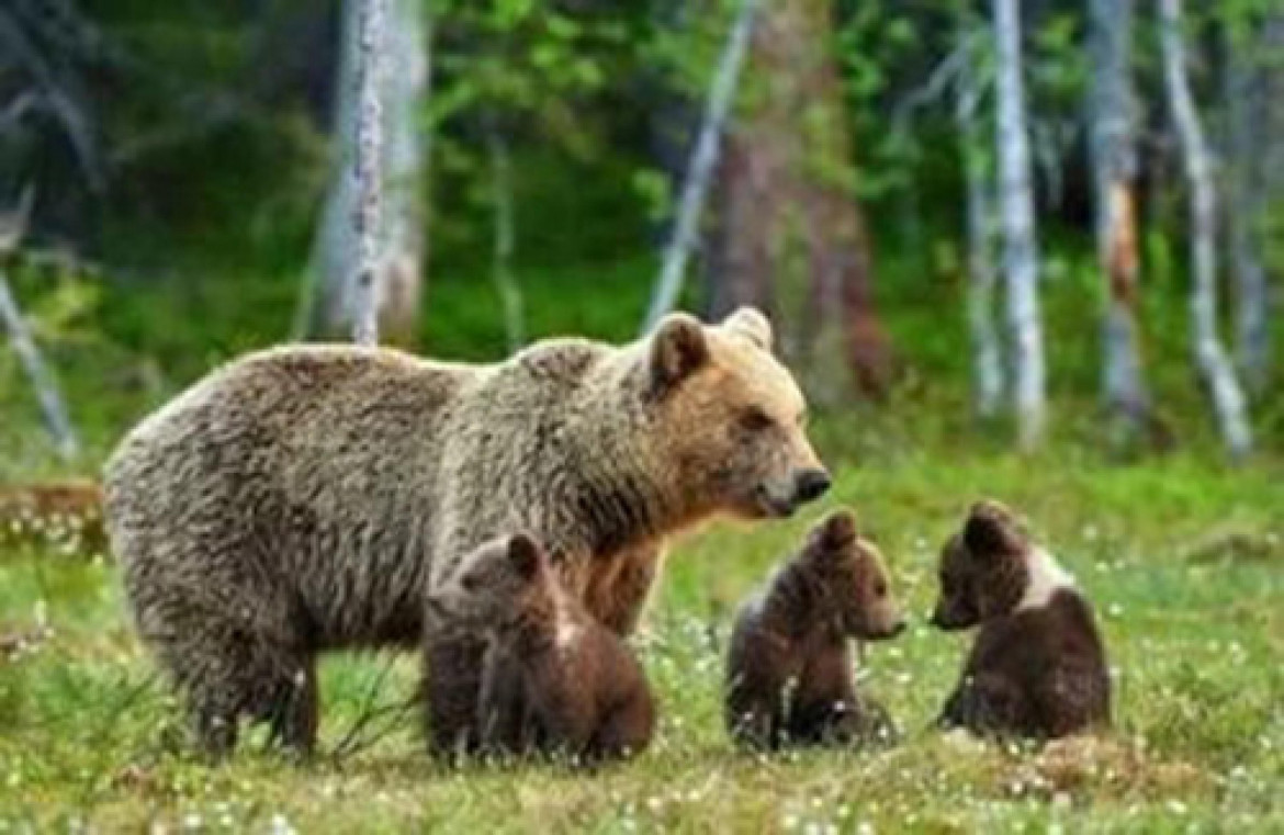 Orsi e lupi, tempi duri per la loro tutela