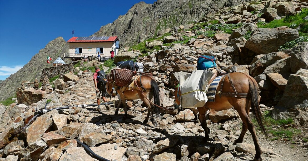 Tanta saggezza in groppa al mulo