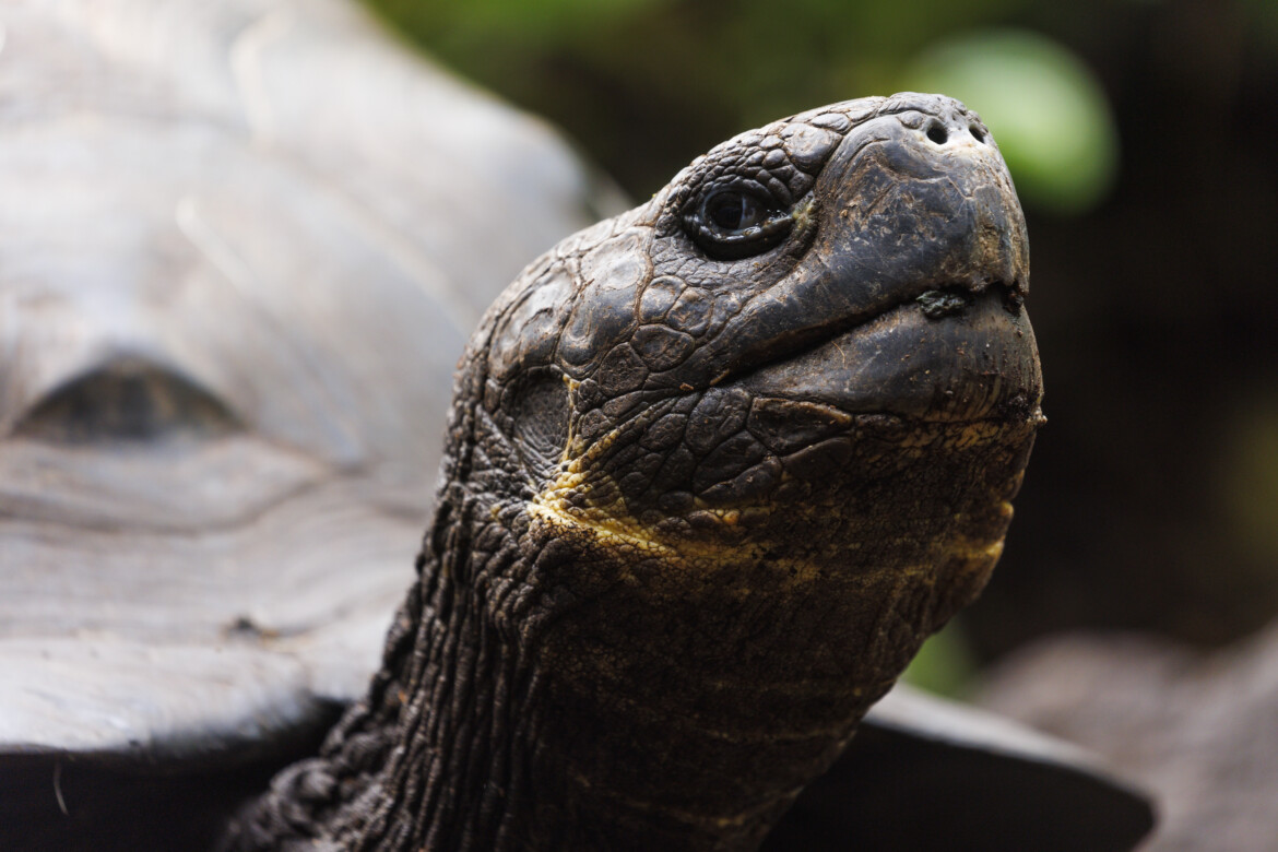 L’Ecuador di Noboa finge di tutelare le Galapagos, ma regala una base Usa