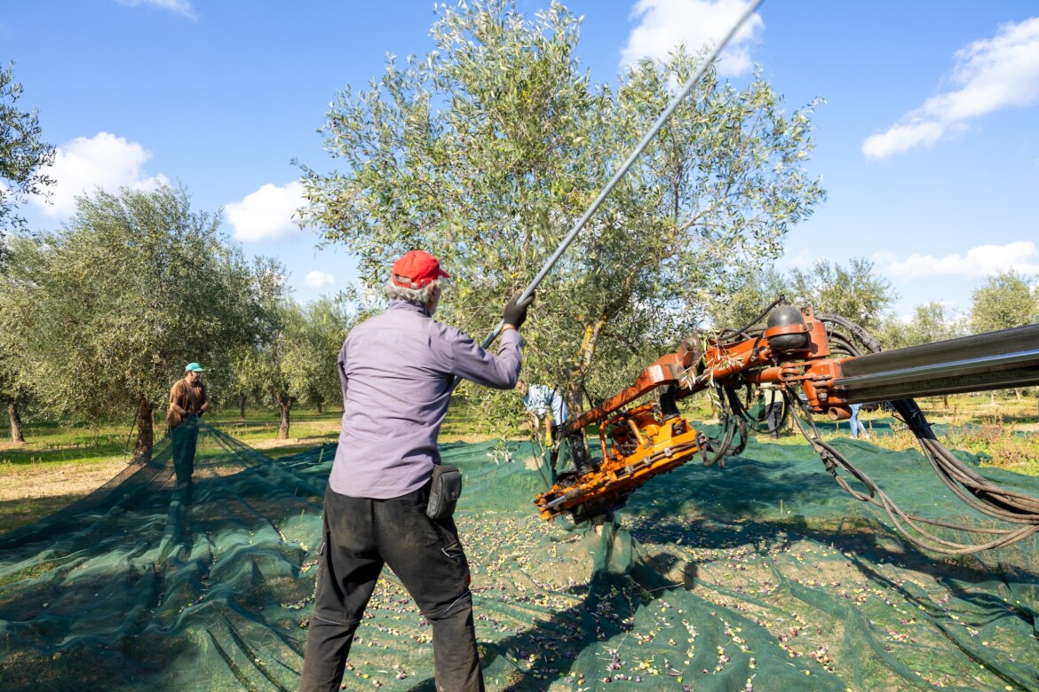 Xylella, le strategie naturali funzionano