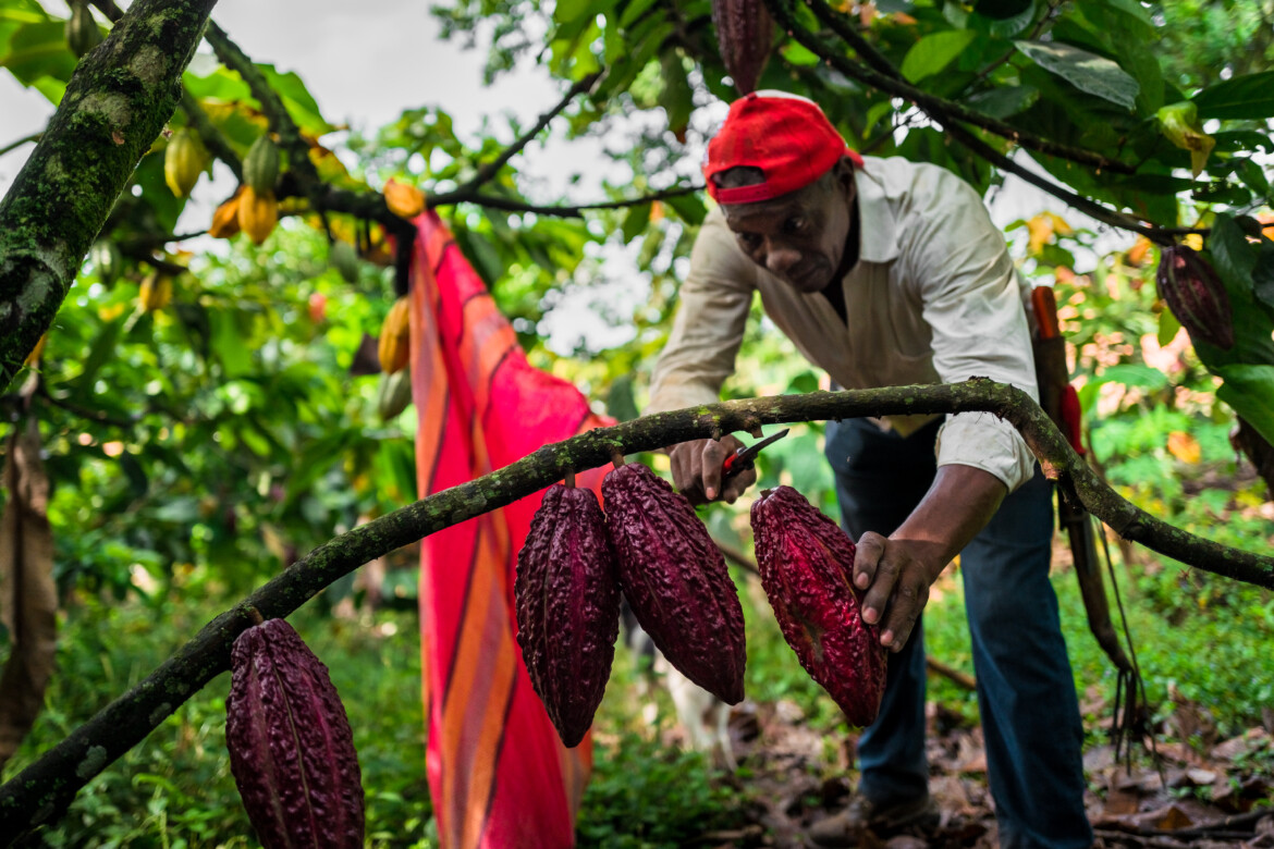 Il cacao in ginocchio per gli eventi estremi