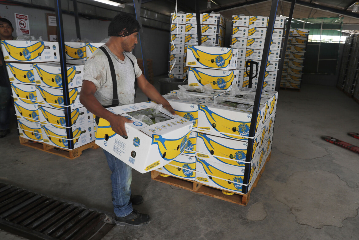 Sciopero delle banane, Chiquita licenzia migliaia di lavoratori Sciopero delle banane, Chiquita licenzia migliaia di lavoratori