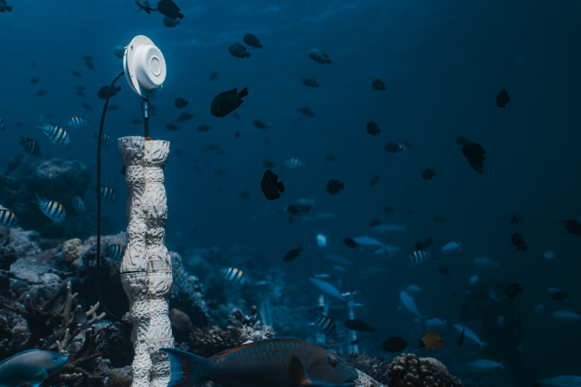 L’arte dell’eco marino L’arte dell’eco marino