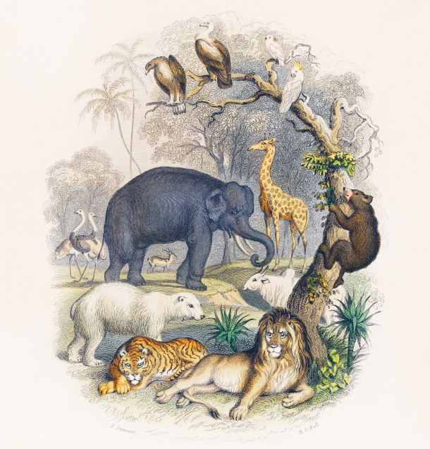 Un’altra specie di punto di vista contro la superiorità degli umani Un’altra specie di punto di vista contro la superiorità degli umani