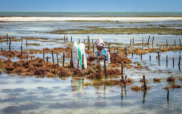 Un futuro per i coltivatori e le coltivatrici di alghe marine sulle coste della Tanzania Un futuro per i coltivatori e le coltivatrici di alghe marine sulle coste della Tanzania