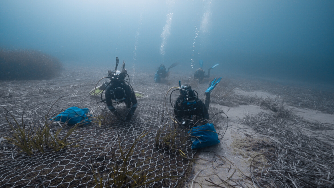Elba, habitat marino a rischio: piantumate duemila posidonie Elba, habitat marino a rischio: piantumate duemila posidonie