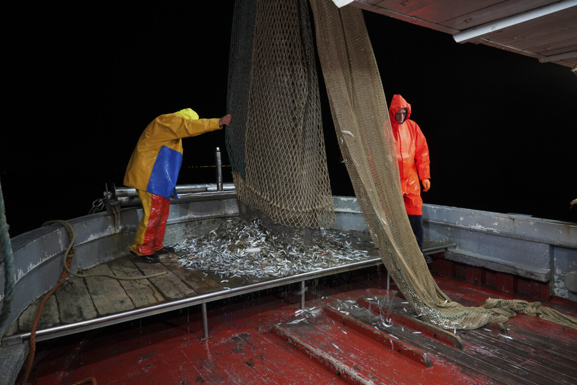 Pescheria Italia, la mattanza della «neonata»
