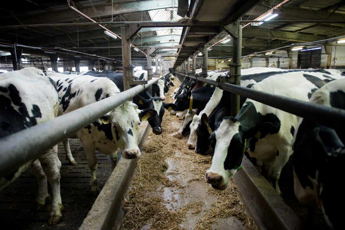 In Spagna abusi nell’industria lattiero casearia In Spagna abusi nell’industria lattiero casearia