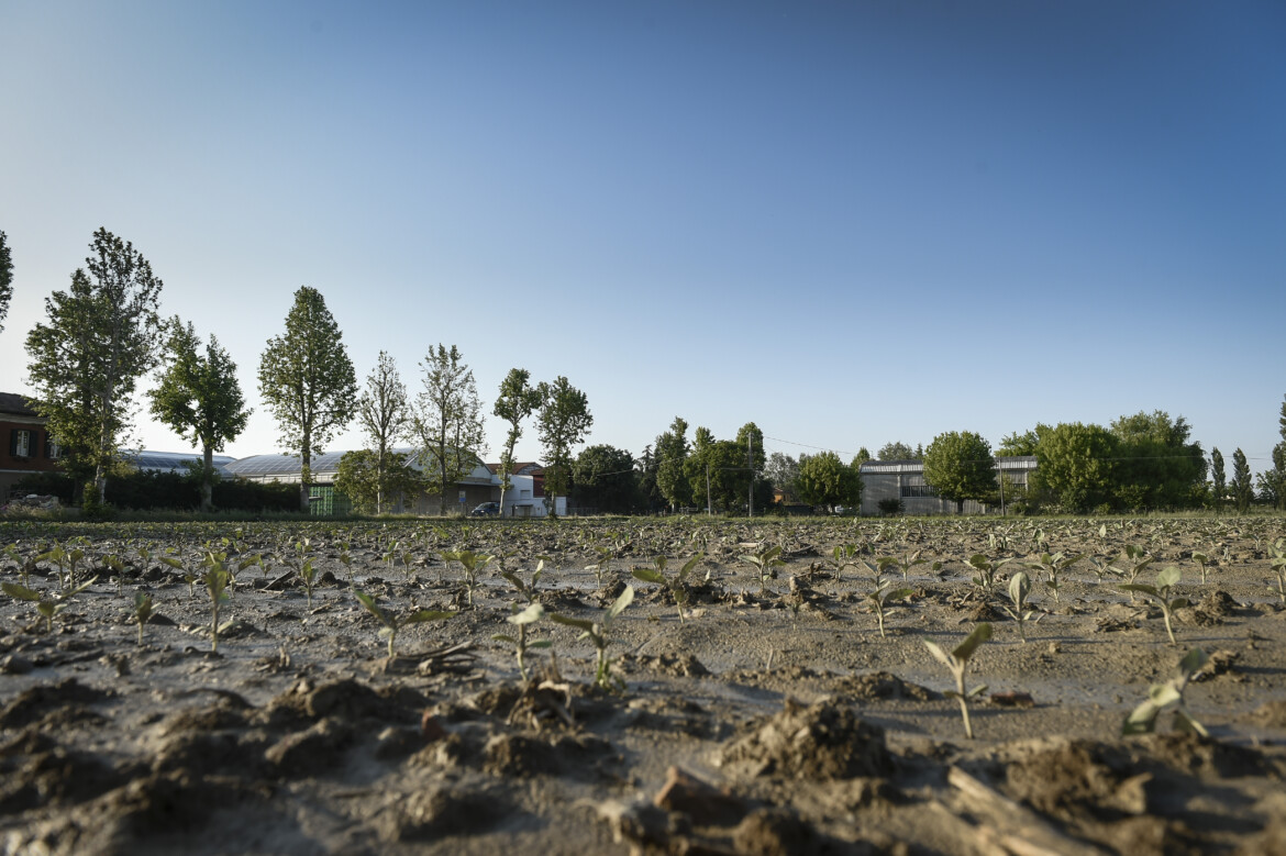 I danni della crisi climatica all’agricoltura italiana I danni della crisi climatica all’agricoltura italiana