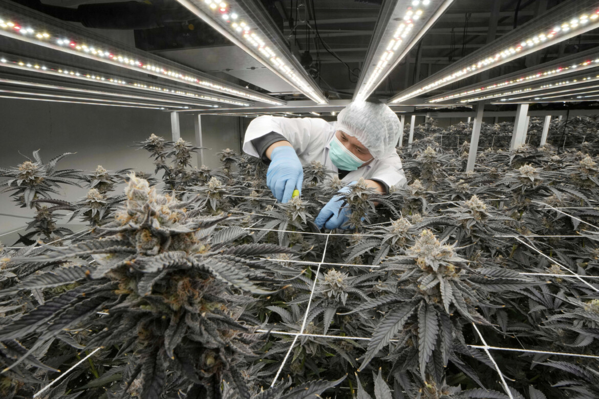 Cannabis sfiorita a Phuket Cannabis sfiorita a Phuket