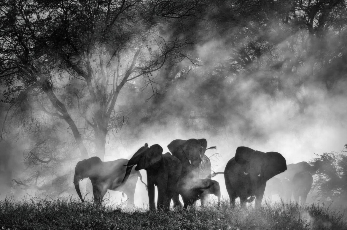 «Ghost Elephants» e la ricerca senza sosta di Werner Herzog «Ghost Elephants» e la ricerca senza sosta di Werner Herzog