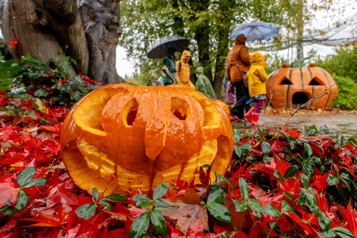 Usate per bene la vostra zucca
