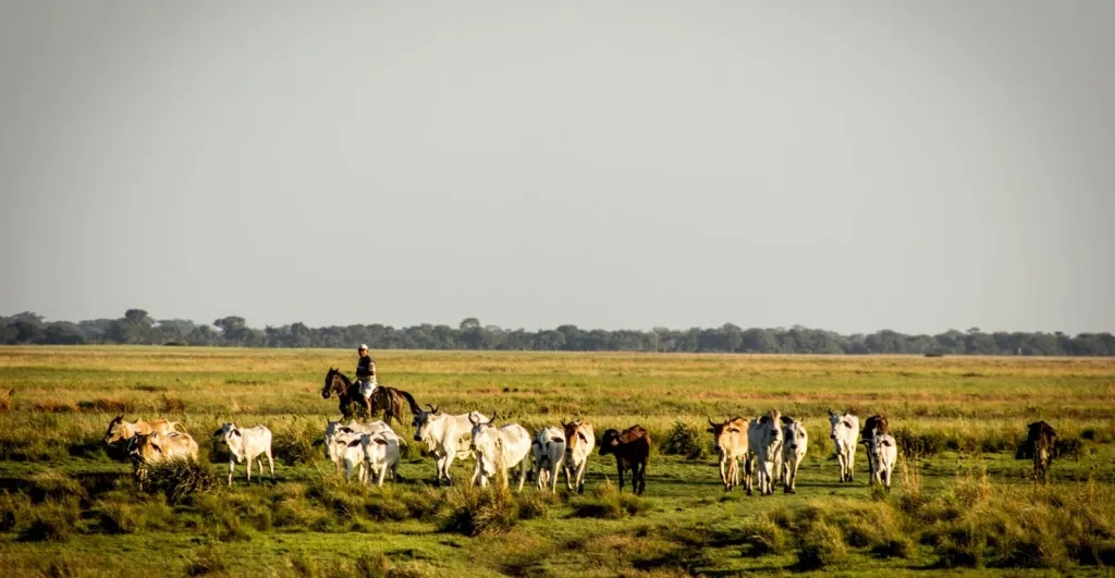 Miguel Otero Silva, trappole di emozioni nel paese fantasma Miguel Otero Silva, trappole di emozioni nel paese fantasma